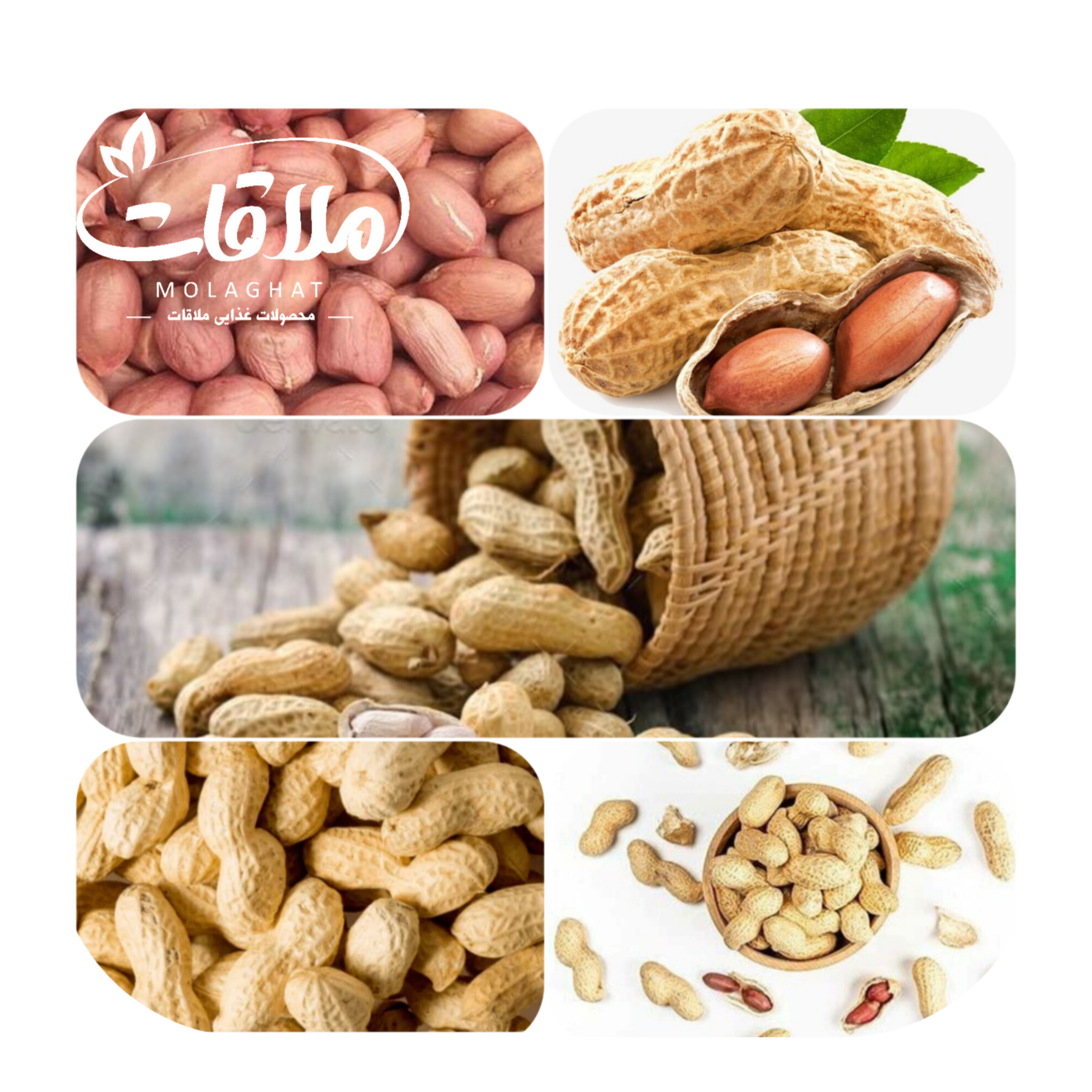 بادام زمینی ( Peanut )