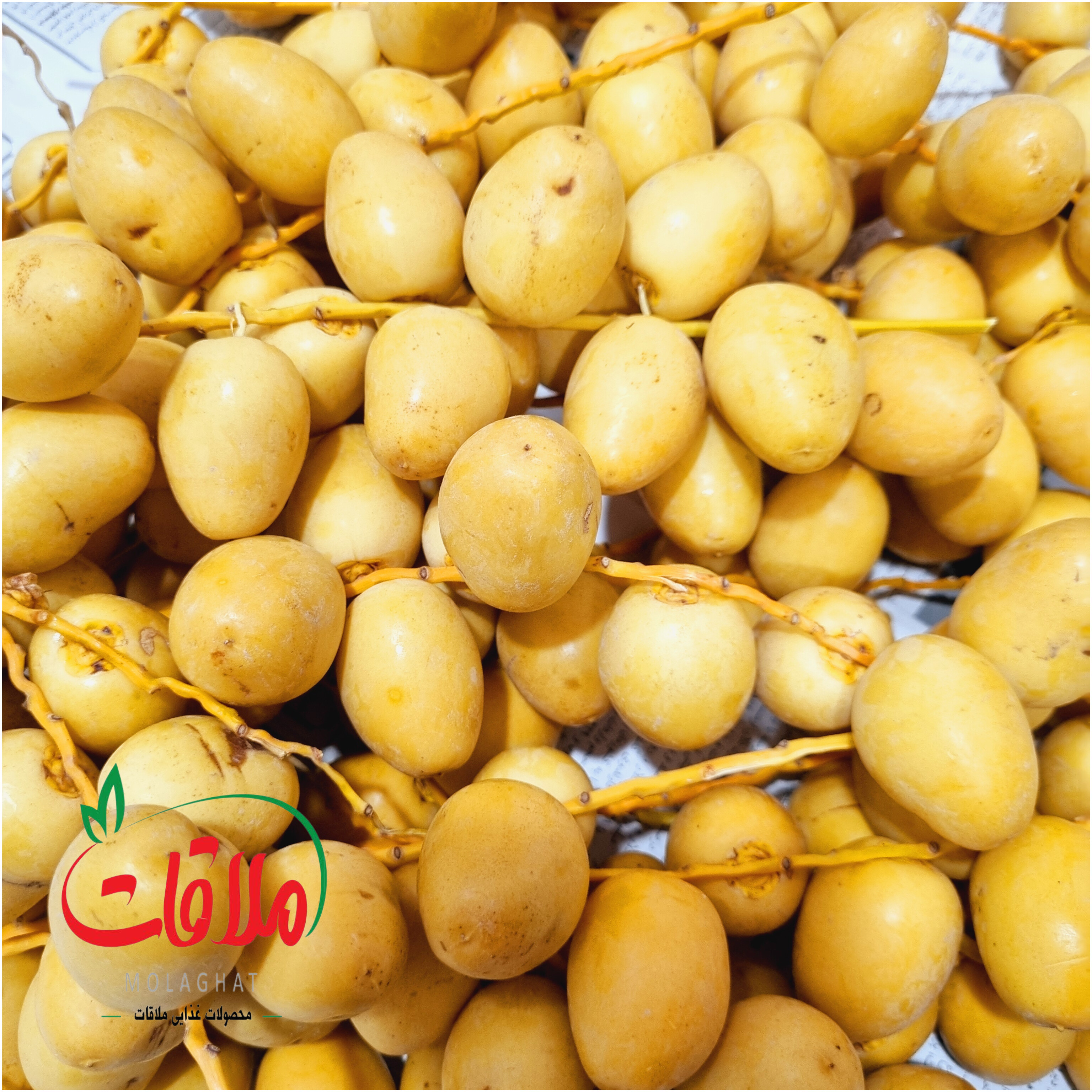خارک برحی آبادان ( پک سه کیلویی ) ارسال رایگان